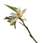 すだちの花
